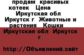 продам  красивых котеек › Цена ­ 2 000 - Иркутская обл., Иркутск г. Животные и растения » Кошки   . Иркутская обл.,Иркутск г.